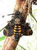 Acherontia atropos